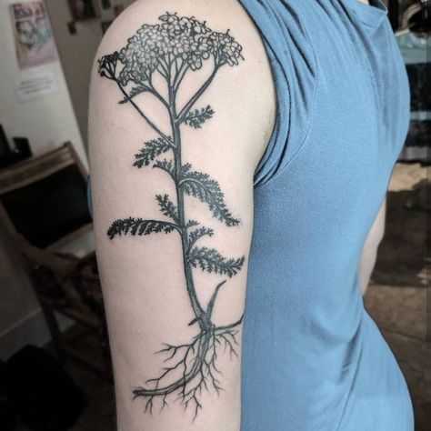 yarrow plant by Anji at Mom's in Spokane Yarrow Plant Tattoo, Yarrow Flower Tattoo, Russian Doll Tattoo, Yarrow Plant, Tattooed Lady, Tattoo Garden, Sketch Pattern, Yarrow Flower, Black Sketch