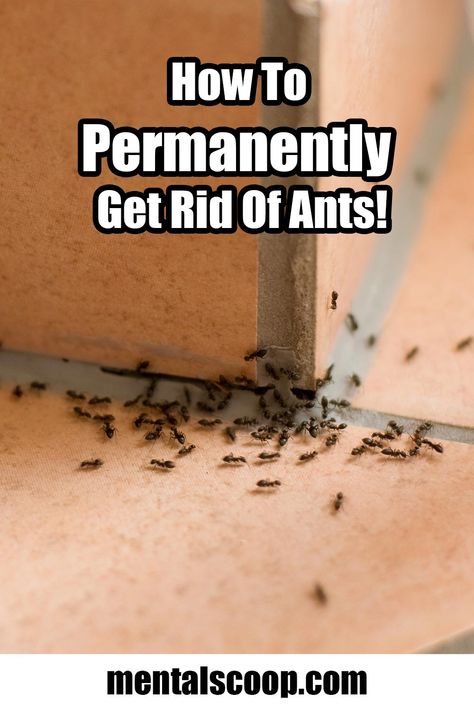 How To Permanently Get Rid Of Ants - Mental Scoop Ant Repellent Diy Indoor, Ant Repellant, Ant Poison, Kill Carpenter Ants, Bubble Cleaner, Homemade Ant Killer, Ant Trail, Sugar Ants, Carpenter Ants