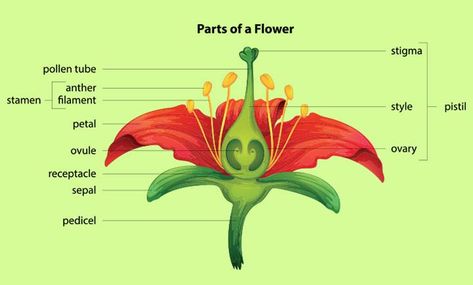 11 Flower Facts For Kids: Types, Parts And Life Cycle Parts Of Gumamela Flower, Gumamela Parts, Parts Of Flower Diagram, Parts Of Flowers For Kids, Diagram Of A Flower, Gumamela Flower, Science Diagram, Flower Facts, Flower Science