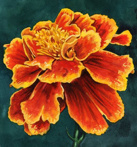 Marigolds Painting, Marigold Art, Flower Drawing Tutorials, Flower Art Drawing, Pansies Flowers, Watercolor Painting Techniques, Indian Art Paintings, Acrylic Flowers, Oil Painting Flowers