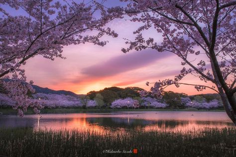 I Captured Sakura Bloom In Japan The Sun, Cherry, Japan, Sun