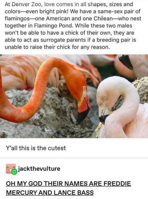 Lgbtq Animals, Gay Animals, Pride Animals, Disney Animal Kingdom, Denver Zoo, Animal Memes, Tumblr Funny, Cuteness Overload, Cute Funny Animals