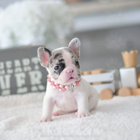 Teacup Frenchie, Frenchy Puppies, Frenchton Puppies, Miniature French Bulldog, French Bulldog Full Grown, Puppy Photoshoot, Blue French Bulldog Puppies, French Bulldog Breeders, Baby French Bulldog