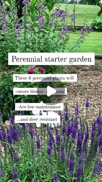 Peri U. on Instagram: "Start a low-maintenance, drought-tolerant perennial garden with these 6 plants.

🌸Salvia
🌸Yarrow
🌸Foxglove
🌸Coneflower
🌸black eyed Susan
🌸Veronica

#perennials #perennialgarden#garden #gardening#gardendesing #flowers #flowersgarden#lovemgarden #loveflowers #gardentips#gardenideas#plant#plantideas#planttips#plantinstagram#gardeninstagram#flowerinstagram#reels#cottagegarden#summergarden#springgarden#flowerdesing" Black Eyed Susan Landscaping, Salvia Plant Landscaping, Perennial Flower Beds, Salvia Plant, Salvia Garden, Foxglove Flower, Perennials Flowers, Starter Garden, Yarrow Plant