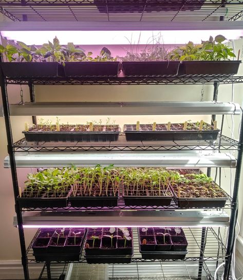 Hoop House, Indoor Farming, Starting Seeds, Spring Planting, Garden Catalogs, Starting Seeds Indoors, Grow Lights For Plants, Gardening Techniques, Pepper Plants