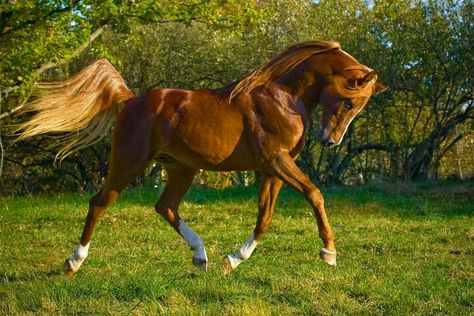 Prancing Prince Horses are so graceful and beautiful. The Incensewoman Prancing Horse, Arabian Stallions, Beautiful Arabian Horses, Most Beautiful Horses, Majestic Horse, Arabian Horses, Arabian Horse, Pretty Horses, Horse Pictures