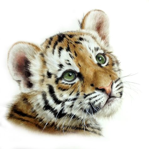 Tiger Sketch Tattoo, Kitten Tattoo, Tiger Sketch, Tiger Artwork, Tiger Illustration, Colored Pencil Artwork, Sketch Tattoo, Watercolor Pet Portraits, Baby Tiger