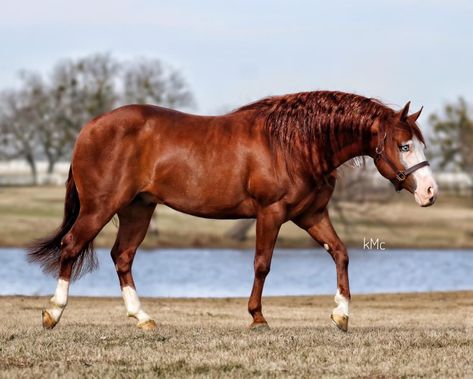 Chestnut Quarter Horse, Kathiyawadi Horse, Unusual Horse, Stock Horse, Aqha Horses, Buckskin Horse, Horse Markings, Western Horses, Horse Lessons