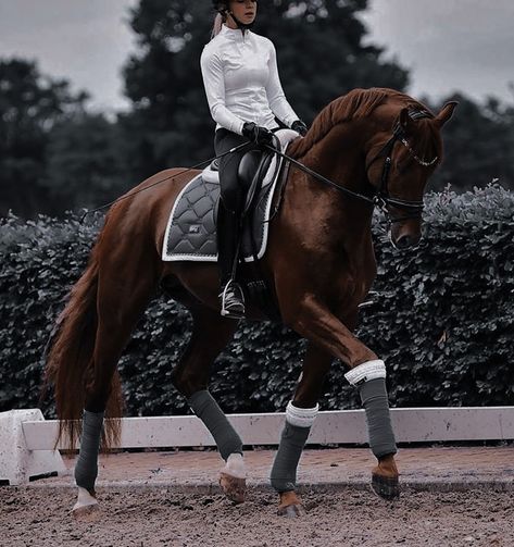 Equestrian Aesthetic Dressage, Horse Dressage Aesthetic, Dressage Aesthetic, Aesthetic Horse Riding, Dressage Photography, Horse Riding Aesthetic, Equestrian Dressage, Equestrian Aesthetic, Cute Horse Pictures