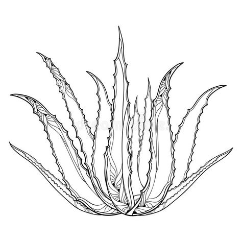 Vector drawing of outline Aloe vera or true Aloe plant with fleshy leaf in black isolated on white background. Alternative medicinal and cosmetic plant in stock illustration Aloe Vera Tattoo, Plant Sketches, Cactus Drawing, Nature Sketch, Theme Nature, Plant Tattoo, Aloe Plant, Aloe Vera Plant, Plant Drawing