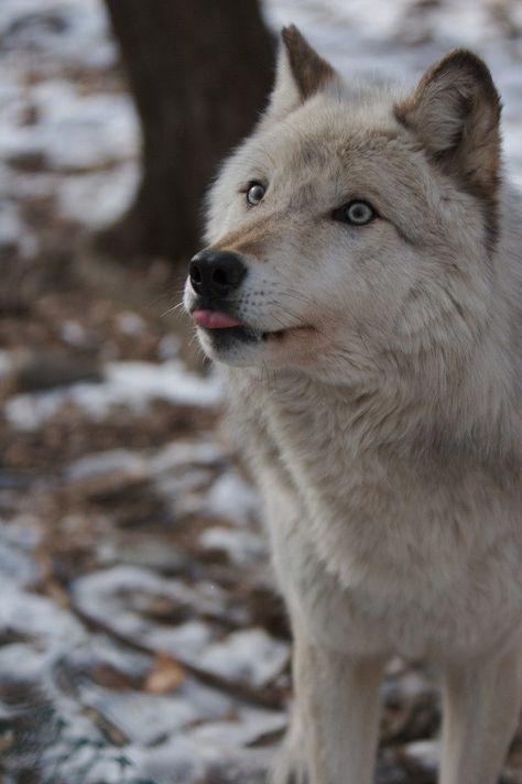 Big Wolf, Wolf Husky, Wolf Stuff, Wolf Photography, Wolf Artwork, Wolf Pup, Wolf Photos, Timber Wolf, Wolf Love