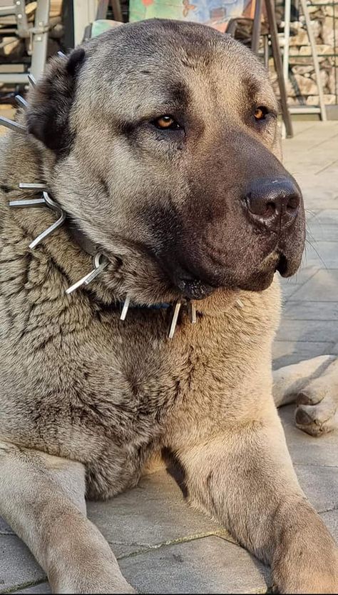 Kangal Dog Puppies, Kangal Dog Aesthetic, Kangal Shepherd Dog, Turkish Kangal Dog, Turkish Kangal, Alabai Dog, Kangal Dog, Livestock Guardian Dog, Dog Anatomy