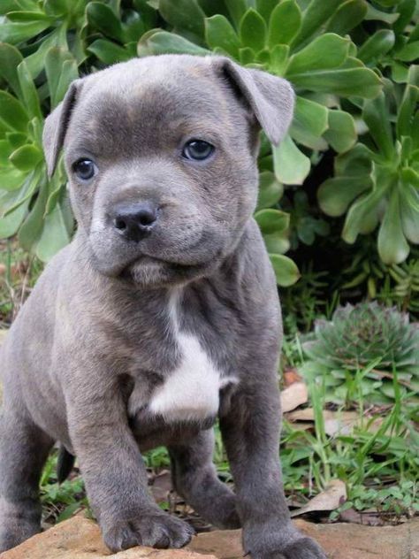 Staffordshire Bull Terrier Puppies, Blue Staffy, Pit Bull Puppies, Staffordshire Terriers, Bull Terrier Puppy, Terrier Puppies, American Staffordshire, Pitbull Puppies, Staffordshire Bull Terrier