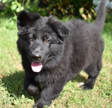 Black Sable German Shepherd, German Shepherd Black, Blue German Shepherd, Long Coat German Shepherd, Black German Shepherd Puppies, German Shepherd For Sale, Long Haired German Shepherd, Sable German Shepherd, Black German Shepherd Dog