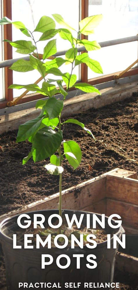 Always dreamed of having your own fruit-bearing tree? Why not start with a lemon tree? Growing lemons in pots is easier than you think! Our blog post guides you through this amazing process, from seed germination to potting, and provides the know-how for ongoing care. Begin your home gardening project today and soon you'll be enjoying fresh, homegrown lemons straight from your own indoor lemon tree. How To Grow A Lemon Tree In A Pot, Lemon Tree Potted Care, Prune Lemon Tree, Lemon Tree Indoors, Planting Lemon Seeds, Growing Lemons, Lemon Tree Potted, Citrus Tree Indoor, Indoor Lemon Tree