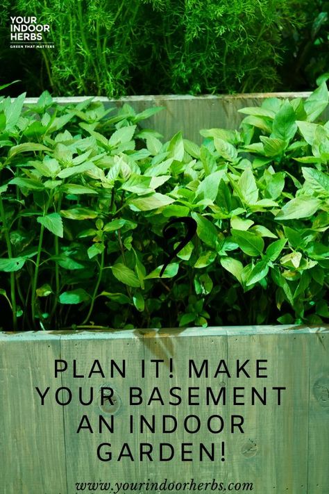 Indoor Gardening With Grow Lights, Indoor Basement Garden Ideas, Winter Gardening Indoor, Best Grow Lights Indoor Gardening, Basement Grow Room Ideas, Basement Grow Room, Basement Garden Indoor, Growing Veggies Indoors, Indoor Veggie Garden