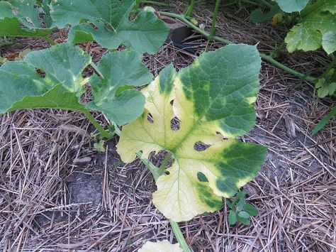 What is my squash/pumpkin plants lacking? Pumpkin Plants, Planting Pumpkins, Green Veins, Spaghetti Squash, Aaliyah, This Summer, Plant Leaves, The End, Turning