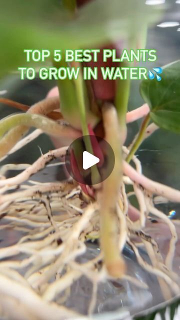 House Plant Sitting on Instagram: "#WaterPlants, #HydroPlants, #HydroponicGardening, #WaterPropagation, #AquaPlants, #HydroHousePlants, #WaterLovingPlants, #AquaGarden, #Hydroponics, #WaterRoots, #AquaticPlants, #WaterBasedPlants, #HydroPlantCare, #WaterGarden, #HydroPlantLife, #WaterGrownPlants, #HydroponicHousePlants, #AquaFoliage, #WaterPlantParent, #HydroponicPropagation, #WaterPlantLovers, #HydroGreen, #WaterPlantCare, #HydroDecor, #WaterPlantAddict, #HydroLiving, #WaterPlantTherapy, #HydroLeaf, #AquaHousePlants, #HydroUrbanJungle" Plants To Grow In Water, Hydro Plant, Plants To Grow, Balcony Plants, Best Plants, Pooja Room Design, Plant Therapy, Pooja Room, Hydroponic Gardening