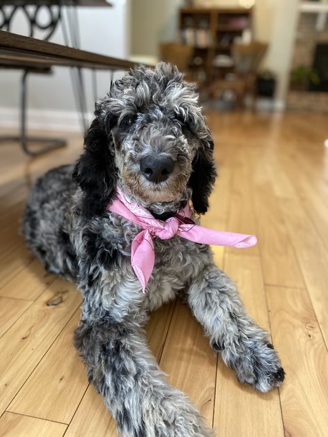 Meet this sweet 4 month old puppy!! Standard poodle Merle Poodle Standard, Merle Standard Poodle, Merle Poodle, Poodle Standard, Poodle Haircut, Poddle, Poodle Cuts, Standard Poodles, Blue Merle