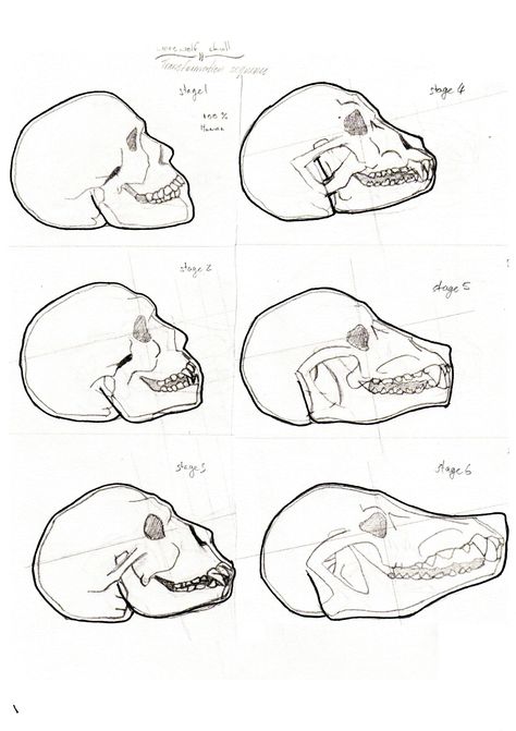 Werewolf Anatomy, Werewolf Skull, Werewolf Oc, Werewolf Transformation, Good Teeth, Anatomy Design, Werewolf Drawing, Werewolf Aesthetic, Walpapers Cute