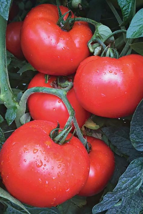 5 New Fruit and Veggie Varieties to Grow This Year - FineGardening Tomato Growers, Carrot Flowers, Asparagus Beans, Fruit And Veggies, Fruit And Veggie, Best Perennials, New Fruit, Fine Gardening, Shade Plants