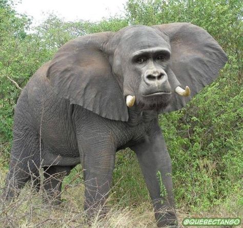 Gorilla elephant 귀여운 말장난, Animal Mashups, Photoshopped Animals, Pic Funny, Hybrid Animals, Animated Pictures, Anime Pic, Fake Animals, Animals Print