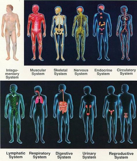 The body can be divided into 11 organ systems, but all work together and the boundaries between them aren’t absolute. Exocrine Gland, Visual Spatial, Integumentary System, Organ System, Muscular System, Body Therapy, Human Body Systems, Human Anatomy And Physiology, Endocrine System