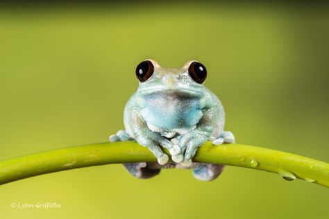 Rainforest Frog Tattoo, Red Eyed Tree Frog Enclosure, Red Eyed Tree Frog Drawing, Montane Forests, Red Eye Tree Frog, Tree Frog Tattoos, Rainforest Trees, Ruby Eyed Tree Frog, Outfit Creator