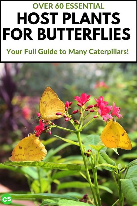 Host Plants For Butterflies, Milkweed Flower, Black Cherry Tree, Garden Critters, Butterfly Garden Plants, Butterfly Gardens, Butterfly Garden Design, Hardy Hibiscus, Butterfly Plants