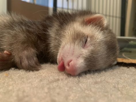 Ferret Funny, A Ferret, Double Take, Ferret, Funny Animals, Sleep, Funny, Animals