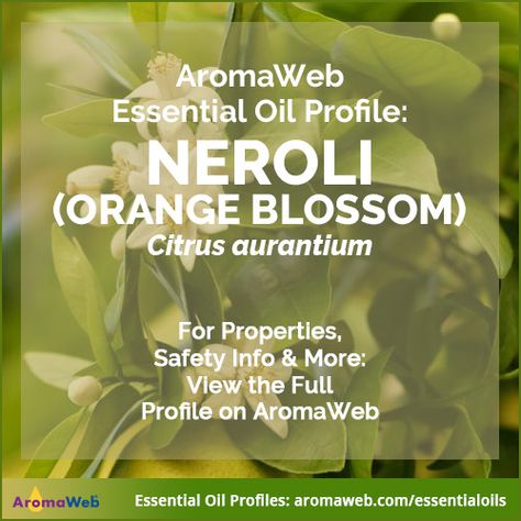 Neroli Essential Oil Uses and Benefits | AromaWeb Orange Essential Oil Benefits, Neroli Essential Oil, Neroli Oil, Orange Blossom Water, What To Watch, Essential Oil Benefits, Sweet Citrus, Oranges And Lemons, Oil Benefits