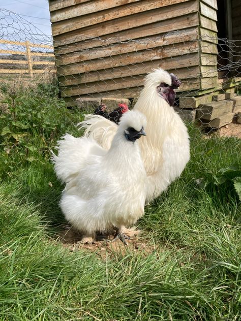 Rooster Breeds, Chicken Coop Garden, Silkie Chickens, Backyard Chicken Farming, Coop Design, Beautiful Chickens, Crazy Chicken Lady, Chicken Lady, Cute Chickens