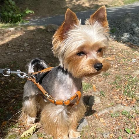 Long Hair Yorkie, Yorkie Girl Haircut, Yorkshire Terrier Long Hair, Yorkie Hairstyles Girl, Maltese Yorkie Mix, Yorkie Hairstyles, Yorkie Poodle, Yorkie Haircuts, Biewer Yorkie