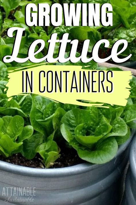 Planting Lettuce In Pots, Growing Lettuce In Pots, Lettuce Garden Ideas, Planting Lettuce In Containers, Growing Lettuce In Containers, Potted Vegetables, Lettuce In Containers, Growing In Containers, Planting Lettuce