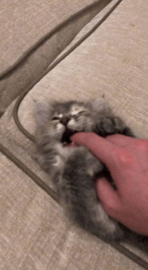 A gif of a small kitten biting my fingers :) Kitten Biting, Finger Biting, Small Kitten, Cat Biting, Small Kittens, Cute Cats, Kittens, Poetry, Gif