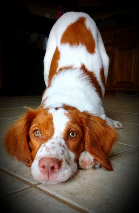 Ginger's new trick: yoga pose : aka- downward dog : Brittany Spaniel Brittany Puppies, Healthiest Dog Breeds, Brittany Spaniel Dogs, Brain Activity, Springer Spaniels, Brittany Spaniel, Labrador Retriever Puppies, Interactive Dog Toys, Spaniel Dog