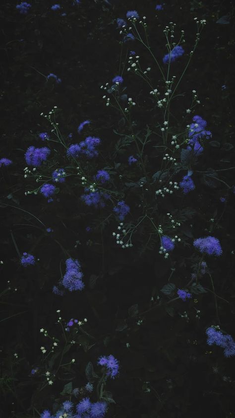 Aesthetic Wallpaper For Oneplus Nord, Dark Purple Phone Background, Aesthetic Wallpaper Oneplus, Goth Spring Wallpaper, Moody Spring Aesthetic, Dark Spring Wallpaper, Moody Wallpaper Iphone, Goth Wallpaper Aesthetic, Dark Flowers Wallpaper