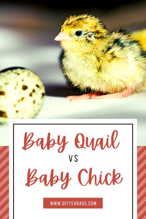 You would think that baby quail and baby chicks would require the same kind of care. But while they are young baby quail are a little more fragile. Baby Quail, Raising Quail, Baby Chick, Quail Eggs, Backyard Farming, Text Overlay, Raising Chickens, Baby Chicks, Little Birds