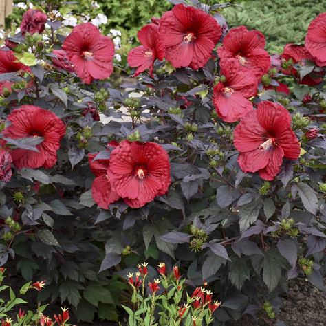 Rose Mallow Hibiscus, Hibiscus Landscaping, Mallow Plant, Proven Winners Perennials, Hibiscus Garden, Hardy Hibiscus, Plant Breeding, Hillside Garden, Cherries Jubilee