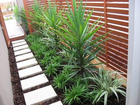 Yukka Plant Garden Ideas, Yucca Plant Landscaping, Landscaping Side Of House, Yukka Plant, Side Path, Yard Makeover, Succulent Landscape Design, Side Yard Landscaping, Succulent Landscaping