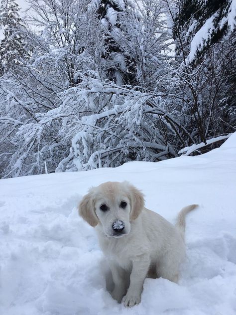 Golden Retriever Winter, Adventure Magazine, Winter Puppy, I Love Winter, Winter Photos, Snow Dogs, Winter Vibes, Wallpaper Iphone Christmas, Winter Animals