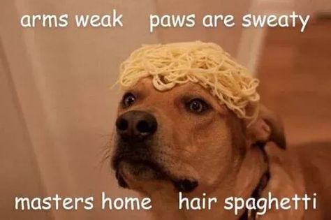 20 Cute And Funny Dog Memes For Pet Lovers Dog Meme, Humor Inappropriate, Spaghetti Noodles, Funny Dog Memes, Funny Messages, Funny Animal Memes, Funny Puns, Ecards Funny, Life Humor