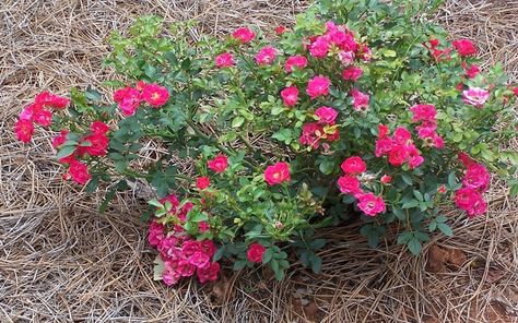 drift rose Red Drift Rose, Gardening Pictures, Drift Roses, Rose Picture, Sun Water, Rose Pictures, Garden Roses, Landscaping Plants, All About Plants