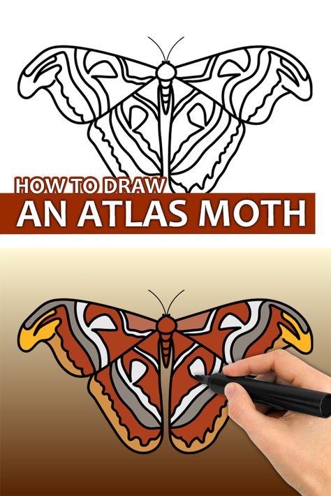 Learn how to draw an Atlas Moth with this step by step drawing tutorial video. Enjoy! ♥ #atlasmoth #atlasmothdrawing #insects #easydrawingforkids How To Draw Moths, Moth Drawing Easy, Atlas Moth Drawing, How To Draw Insects, Draw Insects, Moth Drawing, Atlas Moth, Easy Drawing Tutorial, Easy Drawings For Kids