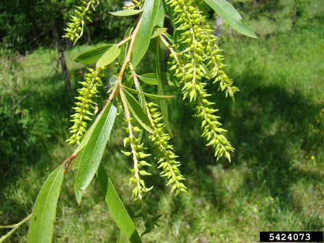 Growing From Seeds, Paw Paw Tree, Black Willow, Willow Trees, Rose Of Sharon, Root System, Tree Care, Diy Landscaping, Willow Tree