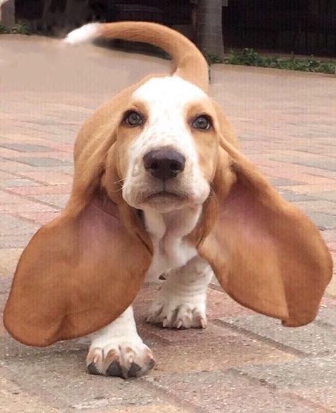 Razas de Perros con OREJAS LARGAS y Como Cuidarlos (con Imágenes) Puppy Basset Hound, Hound Dog Puppies, Basset Hound Puppy, Hound Puppies, Basset Hound Dog, Big Ears, Bassett Hound, Basset Hounds, Dog Wallpaper