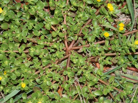 Common Purslane, Benefits Of Eating Eggs, Portulaca Oleracea, Chickpea Stew, Chicken Eggs, Cholesterol Levels, Leafy Greens, Lower Cholesterol, Omega 3