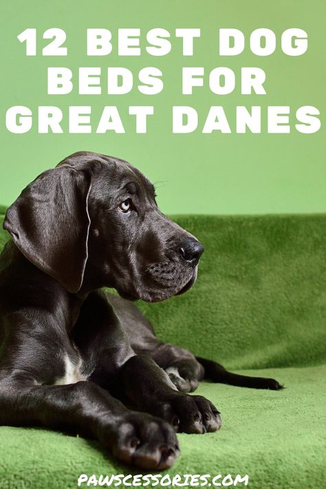 Unfortunately, things such as arthritis, joint pain, and hip & elbow dysplasia are quite common in great danes because of their large size. This makes it all too important to get them a comfortable place for them to rest. Here are 12 of the best dog beds for your Great Dane! Raised Dog Beds For Large Dogs Diy, Homemade Dog Beds For Large Dogs, Great Dane Bed, Giant Beds, Dog Beds Homemade, Giant Dog Beds, Raised Dog Beds, Indestructable Dog Bed, Extra Large Dog Bed