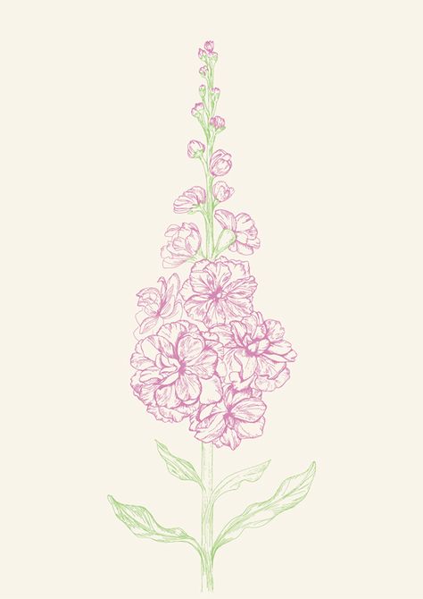 Matthiola incana by JUNG SOO CHAE, via Behance Viola Flower Tattoo, Matthiola Flower, Appa Embroidery, Calendula Officinalis Illustration, Matthiola Incana, Violet Flower Botanical Illustration, Valeriana Officinalis Illustration, Illustrations Ideas, Flower Tattoo Shoulder