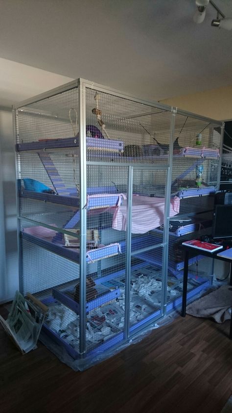 Diy Rat Cage, Ferret Enclosure, Rat Enclosure, Ferret Room Ideas, Ferret Room, Chinchilla Cage Ideas, Ferret Diy, Pet Rat Cages, Ferrets Care